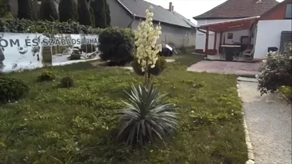 Pálmaliliomok az emlékparkban